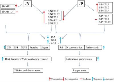 Adaptation of Foxtail Millet (Setaria italica L.) to Abiotic Stresses: A Special Perspective of Responses to Nitrogen and Phosphate Limitations